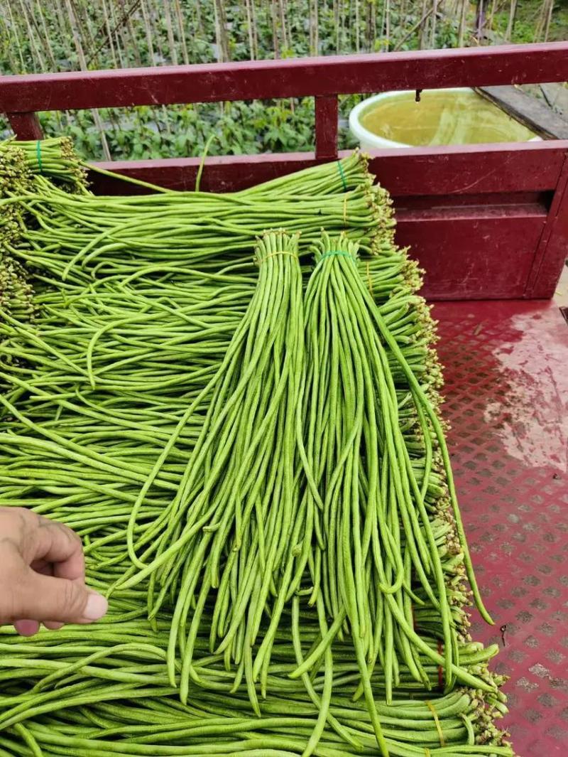 【精品】青条豆角，货源充足，专业装车批发基地直发