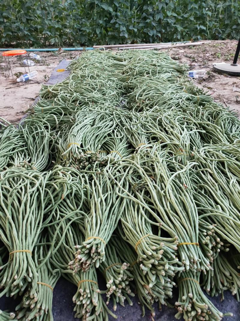 【精品】青条豆角，货源充足，专业装车批发基地直发