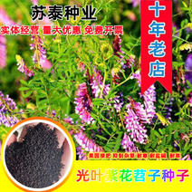 光叶紫花苕种苕子种毛苕子草籽种子绿肥种籽果园多年生野豌豆