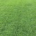 草皮草坪苗木基地直销