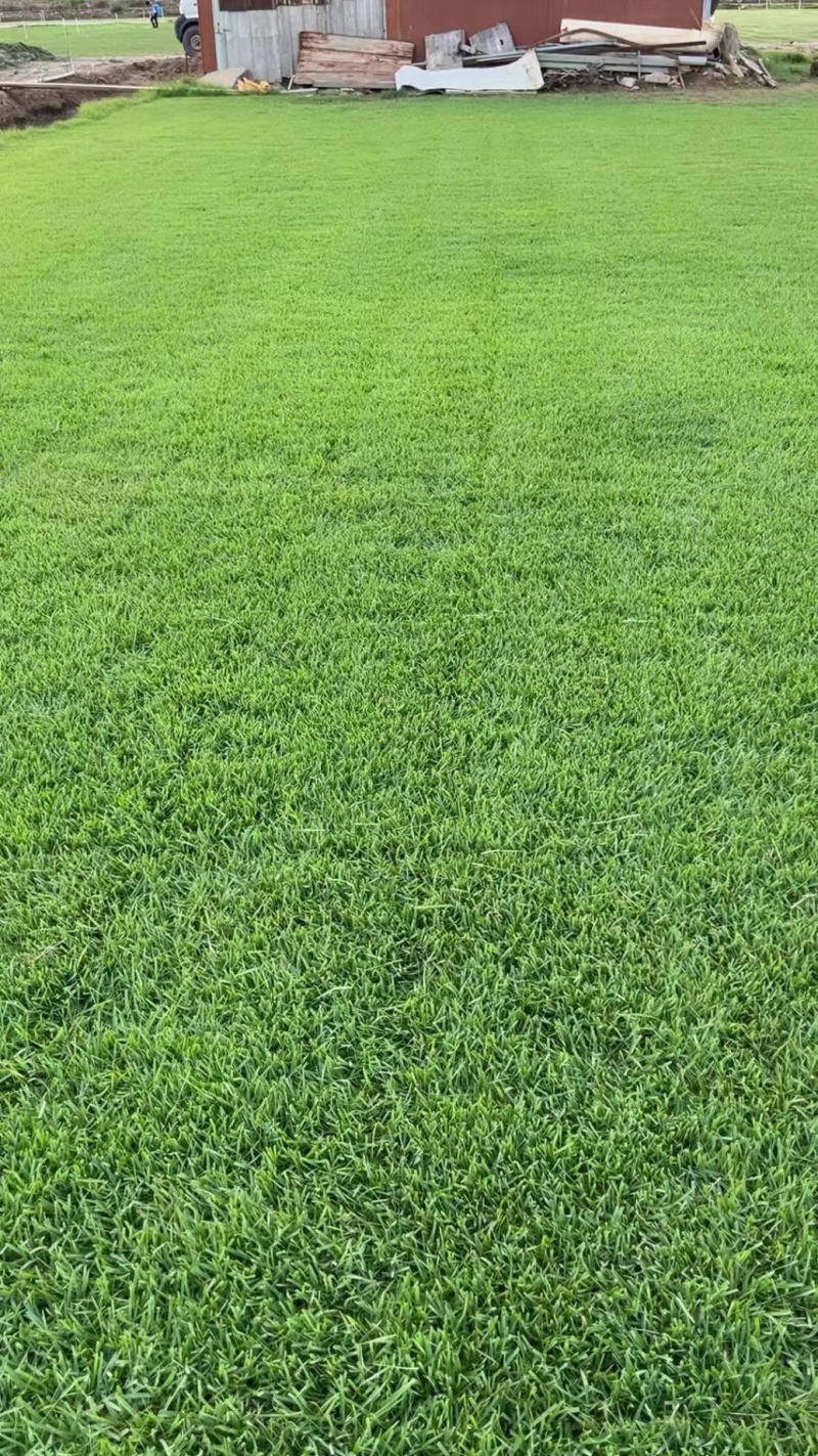 草皮草坪苗木基地直销
