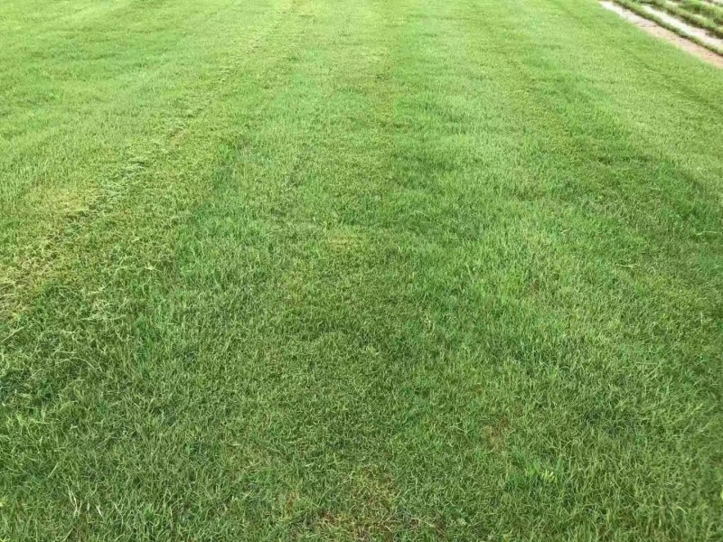 草皮草坪苗木基地直销