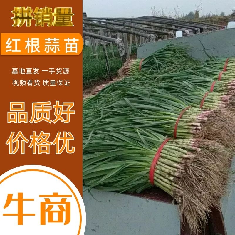 【协助找车】精品红根蒜苗45-60cm根红叶绿诚信合作