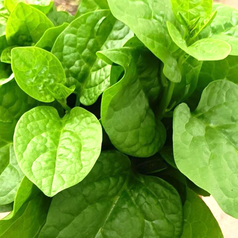 大圆叶木耳菜种子叶片肥厚大叶木耳菜种籽耐高温耐湿