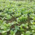 大圆叶木耳菜种子叶片肥厚大叶木耳菜种籽耐高温耐湿
