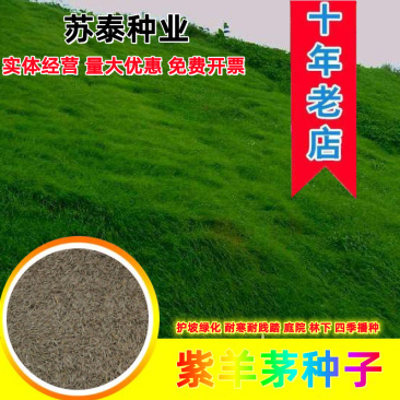 紫羊茅草种进口草籽庭院绿化耐寒东北适用护坡