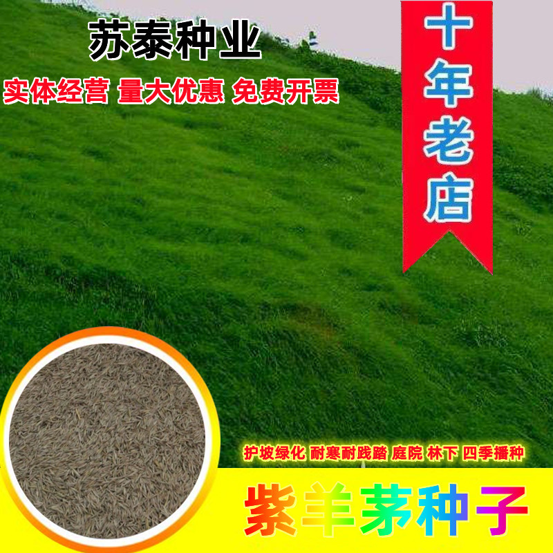 紫羊茅草种进口草籽庭院绿化耐寒东北适用护坡