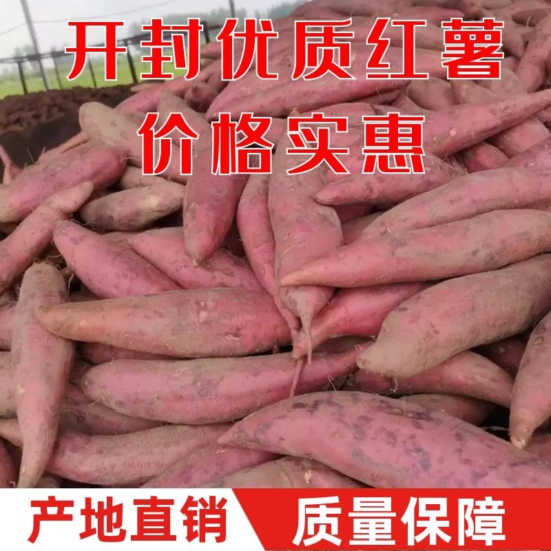 【好货源】开封沙土地西瓜红红薯基地直发量大从优欢迎联系