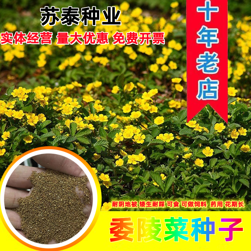 委陵菜种子阳台庭院盆栽室内四季易种地被花卉种子多年生黄色