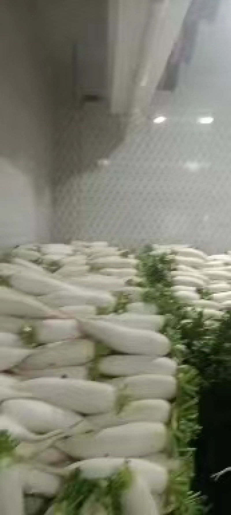 精品白萝卜基地直发品质保证可视频看货，欢迎来电