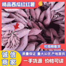 【实力】西瓜红红薯，精品西瓜红红薯大量上市电商商超