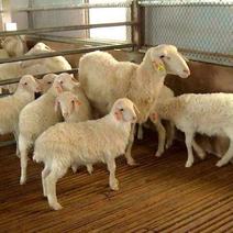 湖羊湖羊公羊湖羊母羊手续齐全厂家直供免费送货到