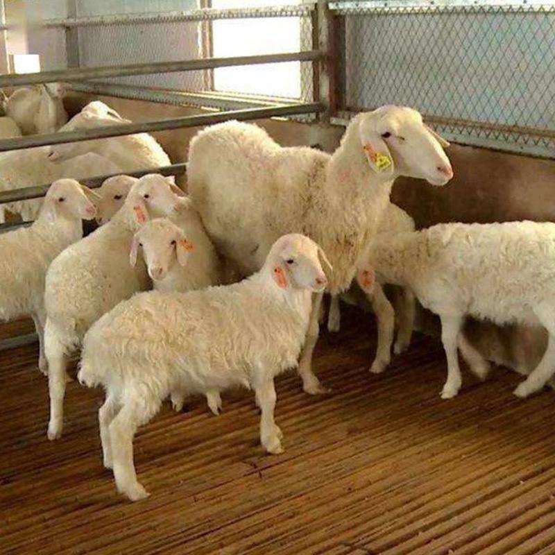 湖羊母羊湖羊母羔手续齐全厂家直供免费送货到家