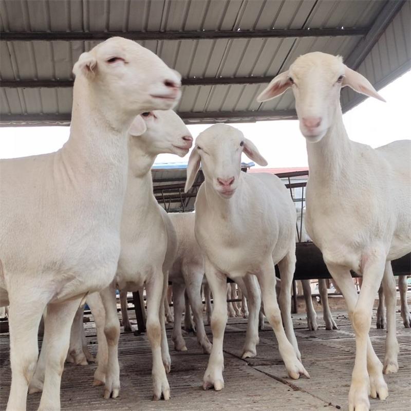 澳洲白绵羊澳洲白种羊手续齐全厂家直供免费送货到家