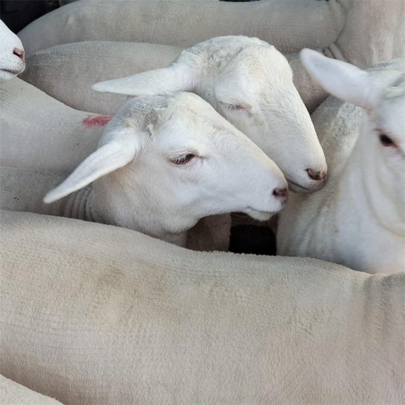 澳洲白绵羊澳洲白种羊手续齐全厂家直供免费送货到家