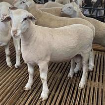 澳洲白绵羊澳寒杂交羊手续齐全厂家直供免费送货到家