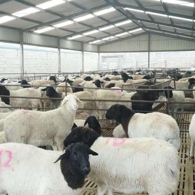 杜泊绵羊杜泊绵羊种羊手续齐全厂家直供免费送货到家