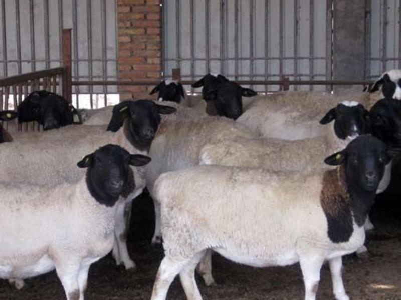 杜波绵羊杜寒杂交羊手续齐全厂家直供免费送货到家