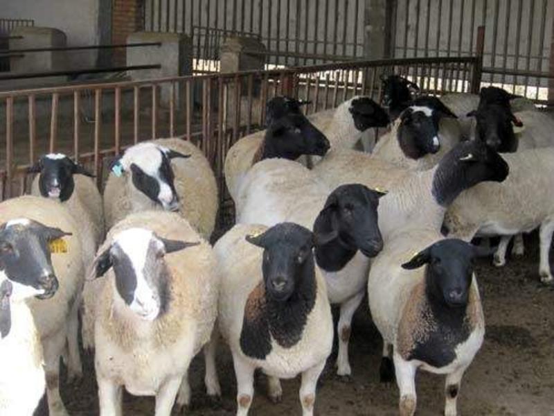 杜波绵羊杜寒杂交羊手续齐全厂家直供免费送货到家