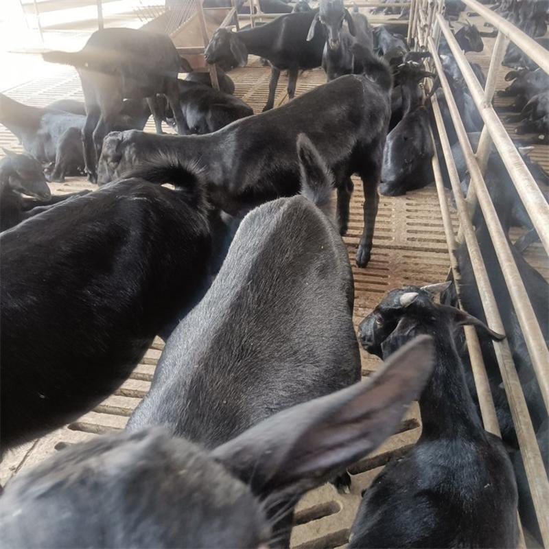 黑山羊种羊包成活包运输手续齐全厂家直供免费送货