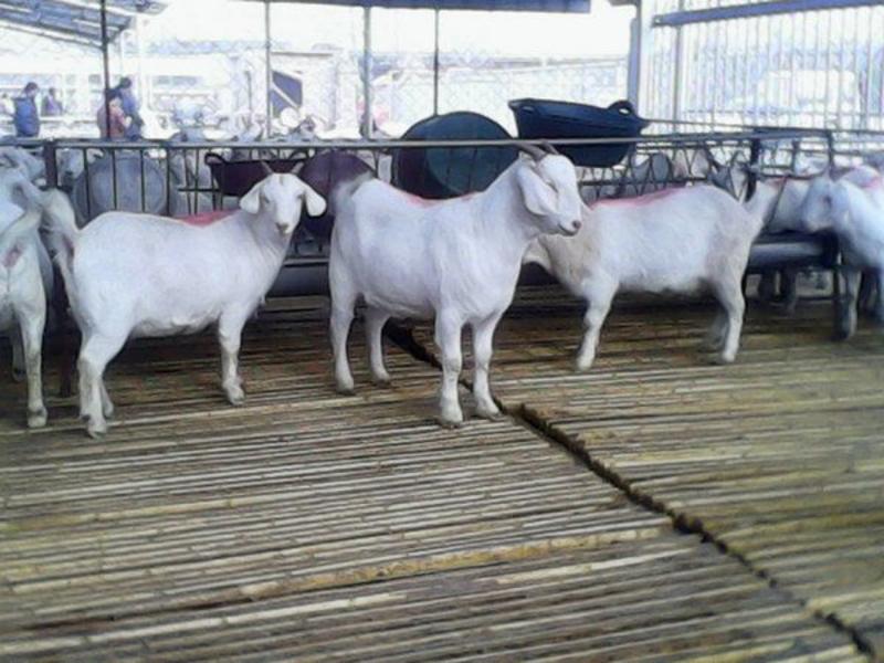 山羊白山羊山羊种羊手续齐全厂家直供免费送货到家