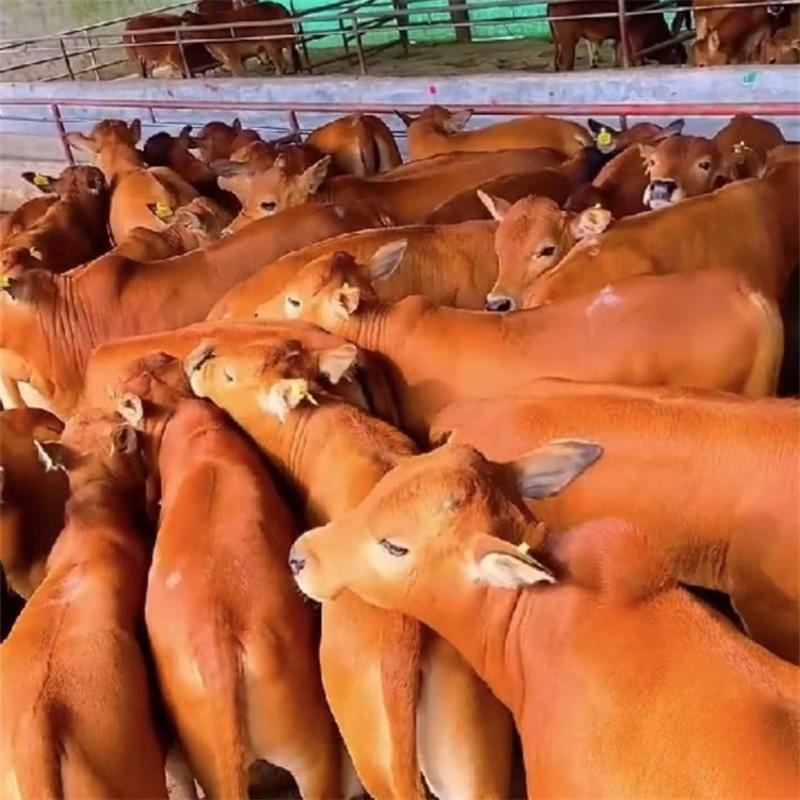 鲁西黄牛牛犊包成活包运输手续齐全厂家直供免费送
