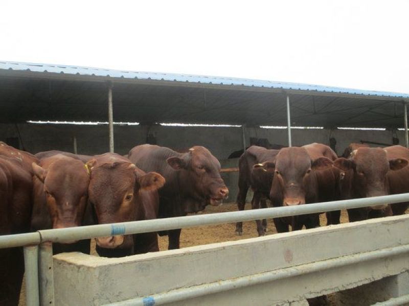 肉牛犊包成活包运输品类齐全手续齐全