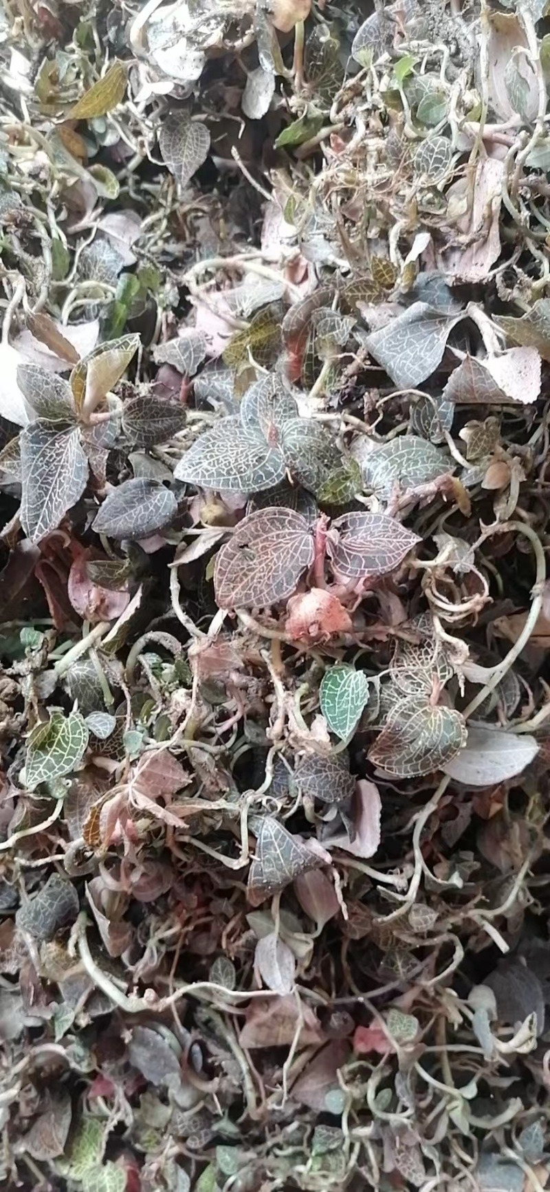 野生金线莲带花苞