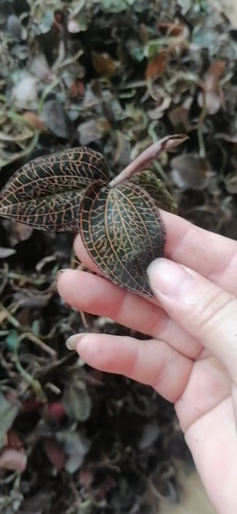 野生金线莲带花苞