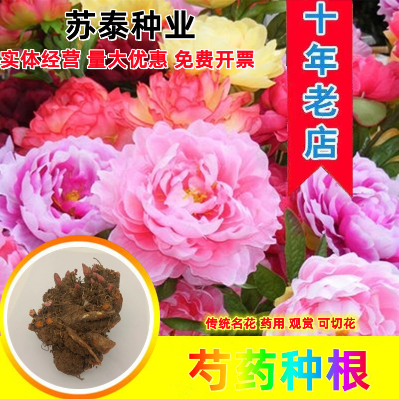 带芽芍药根块芍药花苗花根多年生花卉庭院盆栽四季种植耐寒植