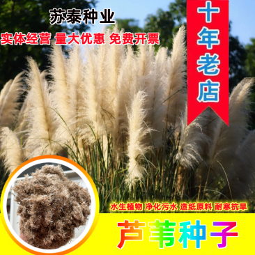 水生植物芦苇种子耐旱易活新采芦苇细叶粗叶庭院园林净化水质