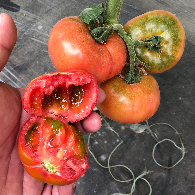 草莓番茄种子沙瓤春季种苗柿子毛粉西红柿蔬菜四季种籽春季种