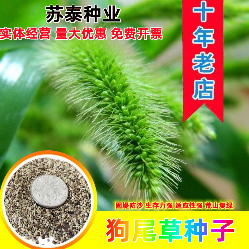 狗尾草种子狗尾巴草稗子草种子多年生耐旱草种护坡