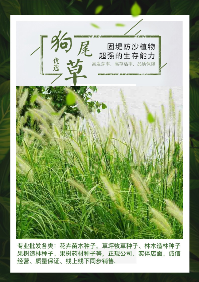 狗尾草种子狗尾巴草稗子草种子多年生耐旱草种护坡