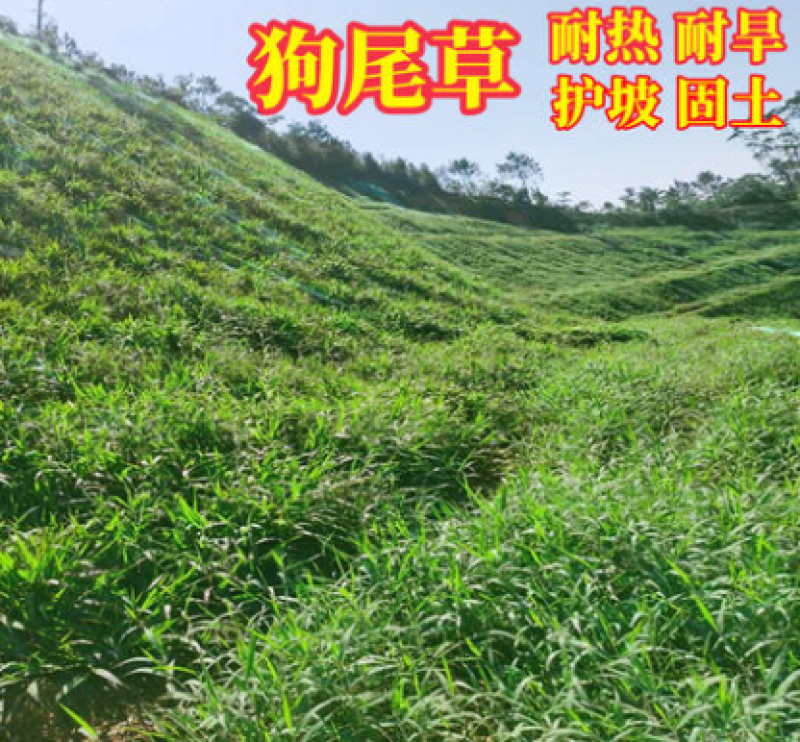 狗尾草种子狗尾巴草稗子草种子多年生耐旱草种护坡