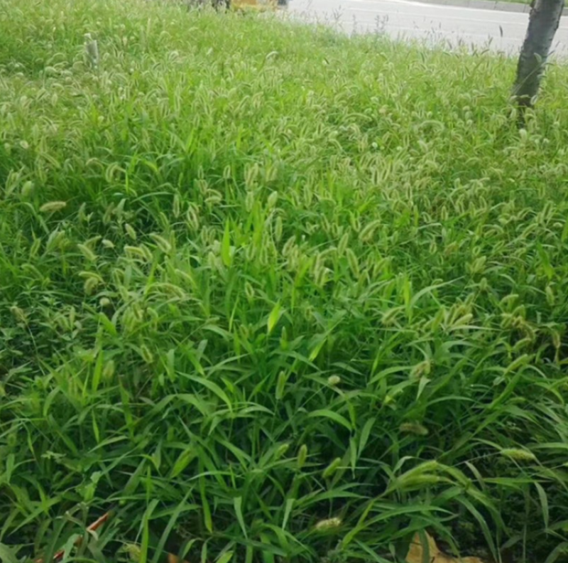 狗尾草种子狗尾巴草稗子草种子多年生耐旱草种护坡