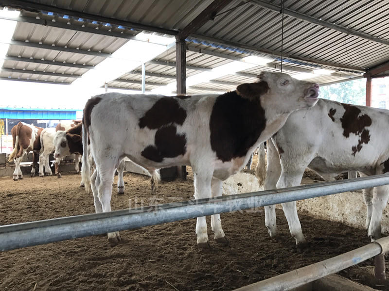 西门塔尔小牛犊西门塔尔母牛手续齐全厂家直供免费送