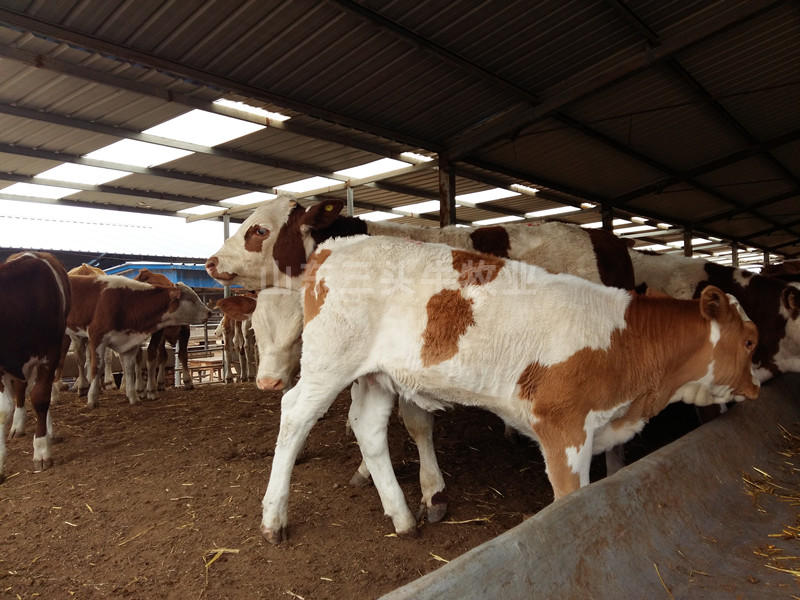 西门塔尔小牛犊西门塔尔母牛手续齐全厂家直供免费送