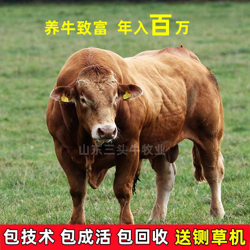 黄牛犊鲁西黄牛包成活包运输手续齐全厂家直供