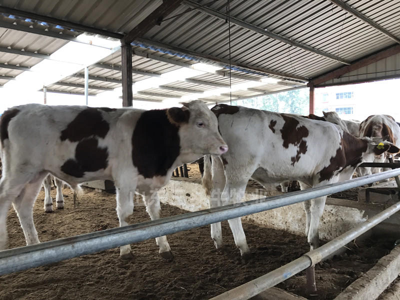 肉牛肉牛犊西门塔尔牛手续齐全厂家直供免费送货