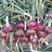红满地洋葱种子中早熟紫红高产洋葱种子半高桩抗病洋葱葱头