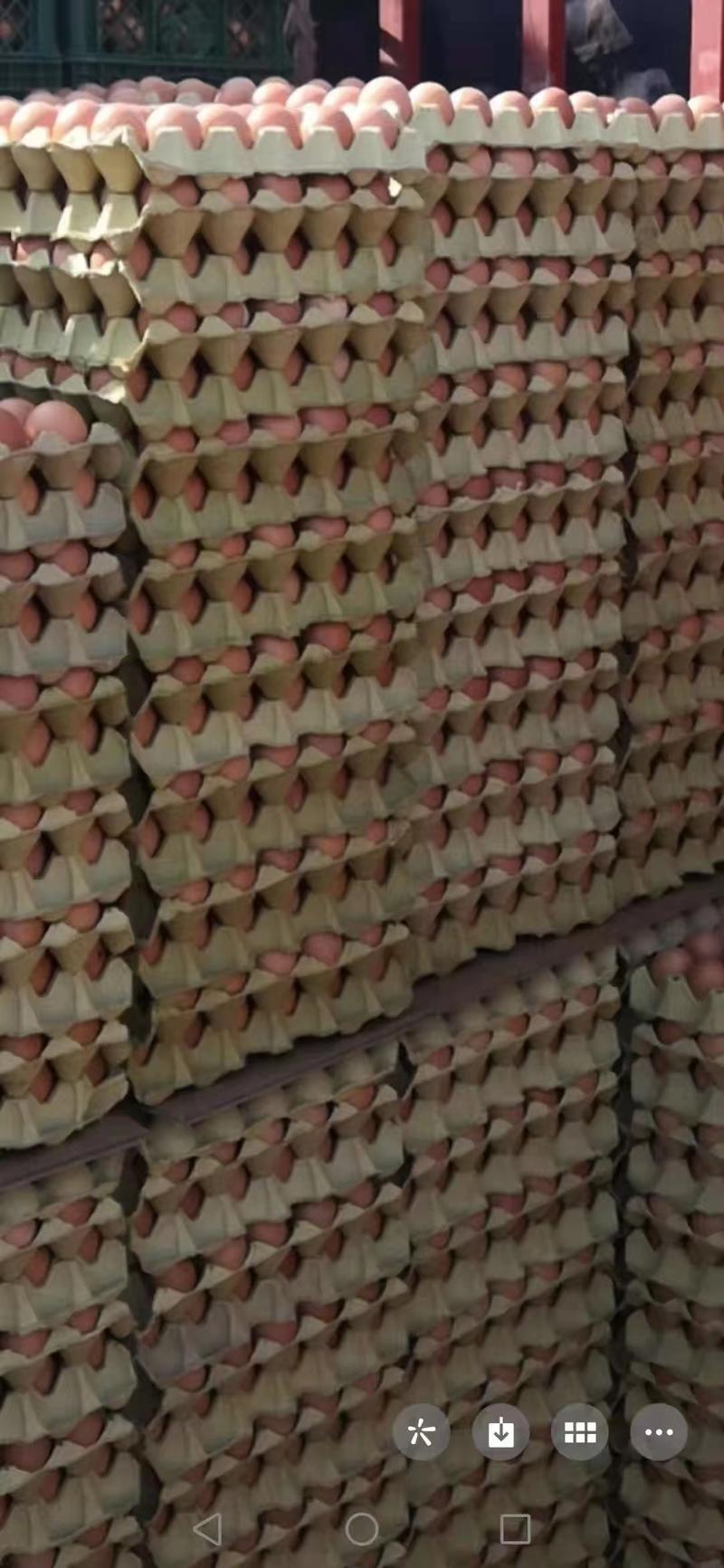 【红壳鲜鸡蛋】优质精品/海兰褐京红/鸡场发货/全国发货