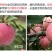 山东烟台红富士苹果批发整车代发电商企业团购可定制印字