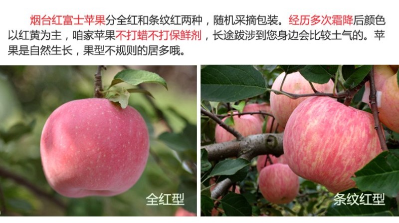 山东烟台红富士苹果批发整车代发电商企业团购可定制印字