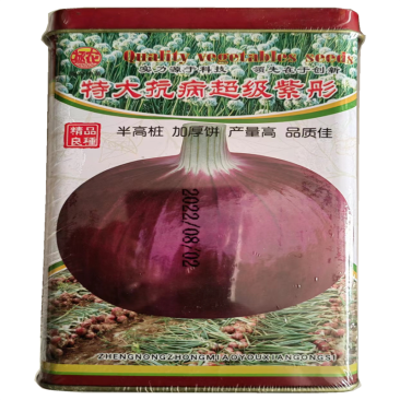特大抗病超级紫彤洋葱种子半高圆型深紫皮洋葱种子早熟高产