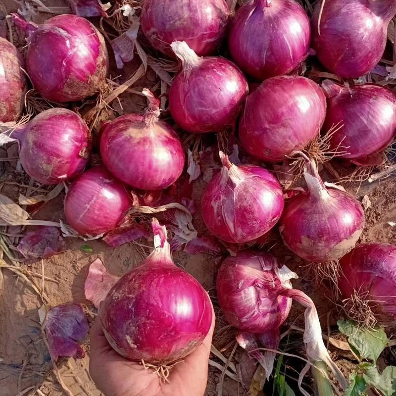 特大抗病超级紫彤洋葱种子半高圆型深紫皮洋葱种子早熟高产