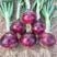 洋葱种子东京紫玉100g深紫红色中熟球形紫红皮圆