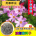 中杆，高杆波斯菊种子四季开花易活庭院种植打造花海混色