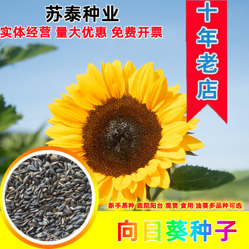 多头向日葵种子食用向日葵盆栽彩色向日葵玩具熊向日葵油葵种