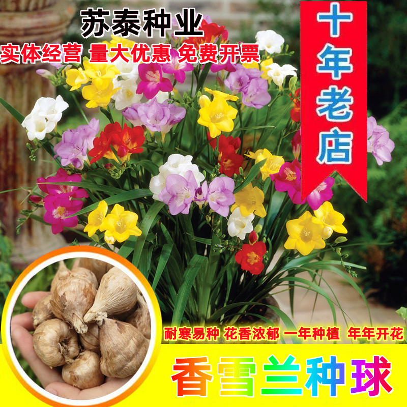 香雪兰种球香雪球小苍花多年生球根草本花卉量大优惠